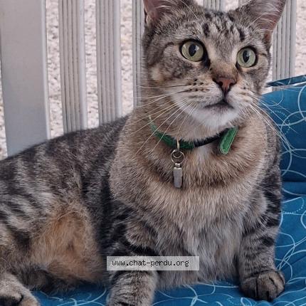 Photo 1/1 ÉPICÉA Chat perdu à Trilport