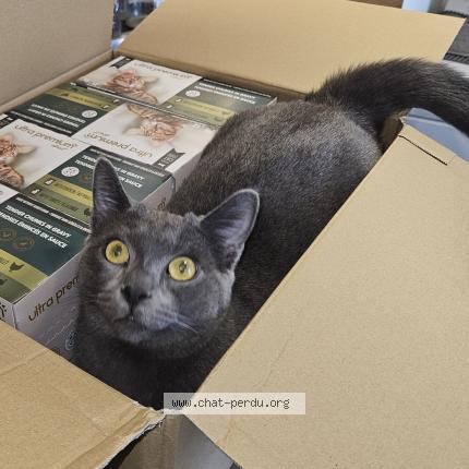 Photo 1/1 Charly Chat perdu à Noisy le grand