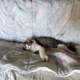 Photo de chat perdu à Le Faouet