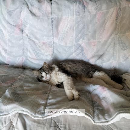 Photo 1/1 Chat retrouvé Perdu à Le faouet