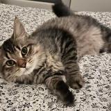 Photo de chat perdu à Noisy Le Grand