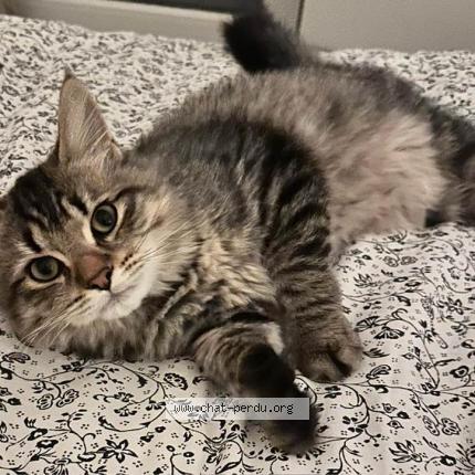 Photo 1/1 Chat retrouvé Perdu à Noisy le grand