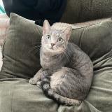 Photo de chat perdu à Montauban