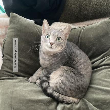 Photo 1/1 Chat retrouvé Perdu à Montauban