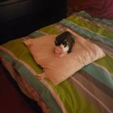 Photo de chat perdu à Scionzier