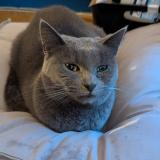 Photo de chat perdu à Villeurbanne