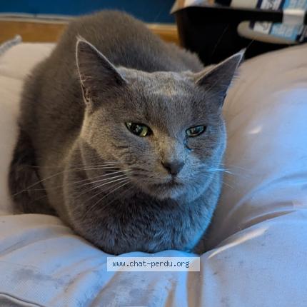 Photo 1/1 Chat retrouvé Perdu à Villeurbanne