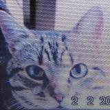 Photo de chat perdu à Mantes La Ville