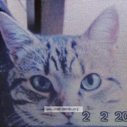 Photo 1/2 Chat retrouvé Perdu à Mantes la ville