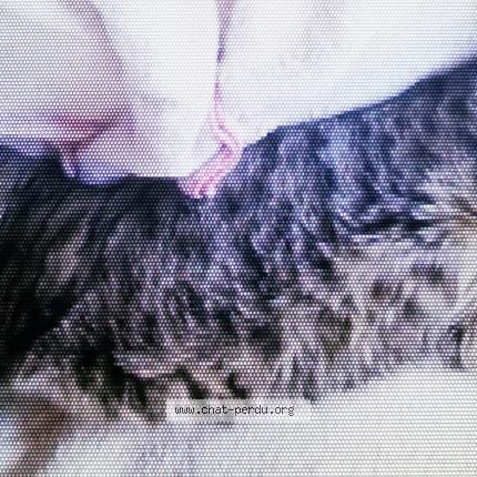 Photo 2/2 Chat retrouvé Perdu à Mantes la ville