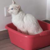 Photo de chat trouvé à Las Palmas De Gran Canaria