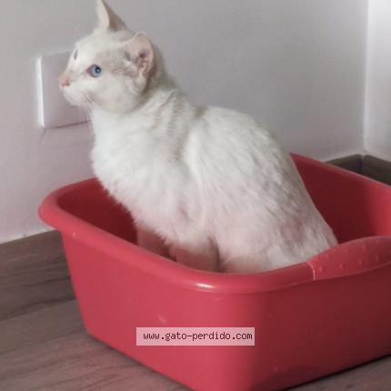 Photo 1/1 Chat trouvé Trouvé à Las palmas de gran canaria