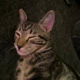 Photo de chat perdu à Arvada