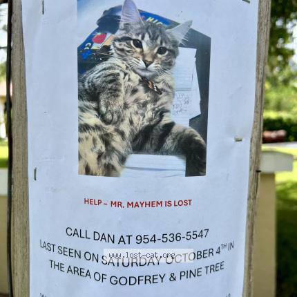 Photo 1/1 Mayhem Chat perdu à Coral springs