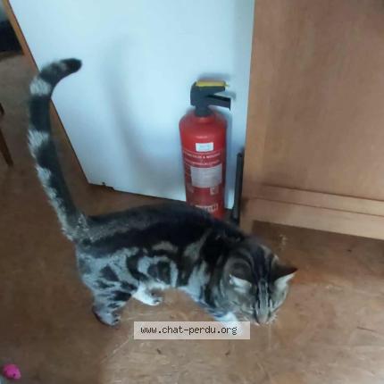 Photo 1/1 Spartacus Chat perdu à Baulers nivelles