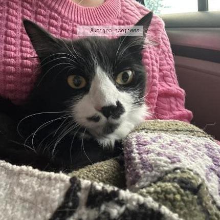 Photo 1/1 Chat trouvé Trouvé à Poulsbo