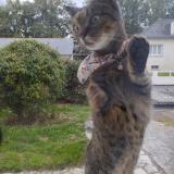 Photo de chat trouvé à Saint Jean De Linieres