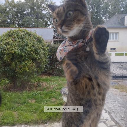 Photo 1/1 Chat retrouvé Trouvé à Saint jean de linieres