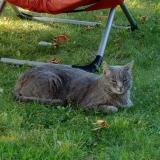 Photo de chat perdu à La Ciotat