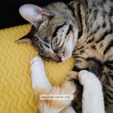 Photo 2/3 TITI Chat perdu à Saint christol les ales