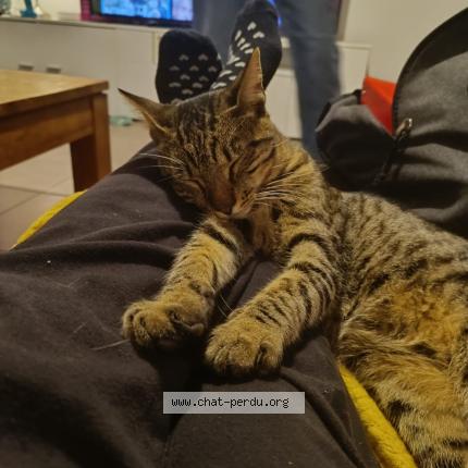 Photo 3/3 TITI Chat perdu à Saint christol les ales