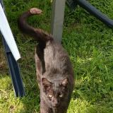 Photo de chat trouvé à Nivillac