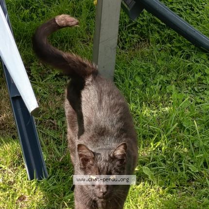 Photo 1/1 Chat retrouvé Trouvé à Nivillac