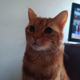 Photo de chat perdu à Lille