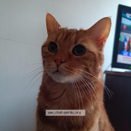 Photo 1/1 Chat retrouvé Perdu à Lille