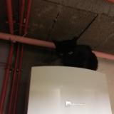 Photo de chat perdu à Digoin