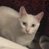 Photo de chat perdu à Peymeinade