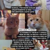 Photo de chat perdu à Luque Central