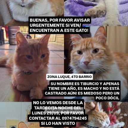 Photo 1/1 Tiburcio Chat perdu à Luque central