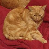 Photo de chat perdu à Arcis Sur Aube