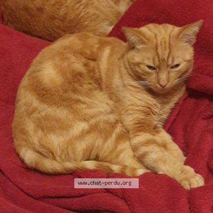 Photo 1/1 Chat retrouvé Perdu à Arcis sur aube