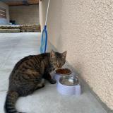 Photo de chat perdu à Hieres Sur Amby