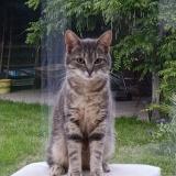 Photo de chat perdu à La Ville Au Bois Les Dizy