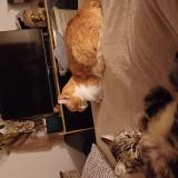 Photo de chat perdu à St Etienne De Fougeres