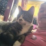 Photo de chat perdu à Labourse