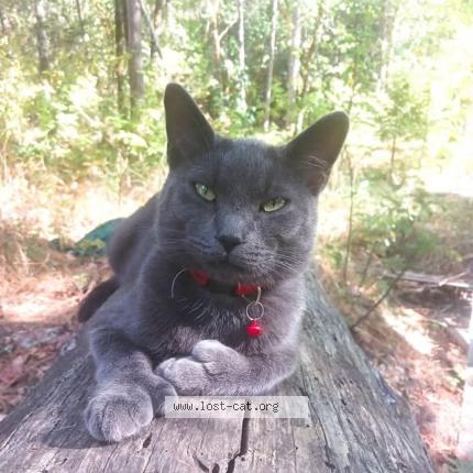 Photo 1/1 Ignatious Chat perdu à Grants pass