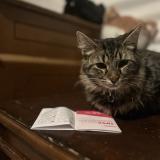 Photo de chat perdu à Frankfort