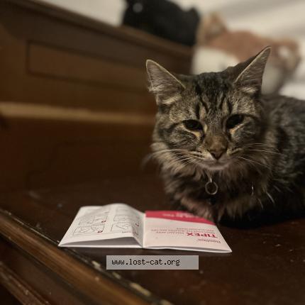 Photo 1/1 Fluffy Chat perdu à Frankfort