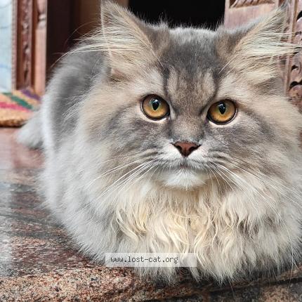 Photo 1/1 Tusky Chat perdu à Udupi