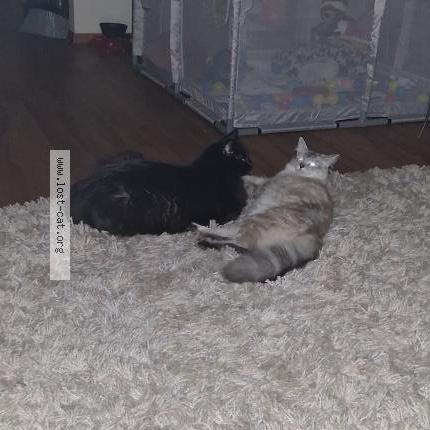 Photo 1/1 Beautiful Chat perdu à Bethany