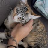 Photo de chat perdu à Port La Nouvelle