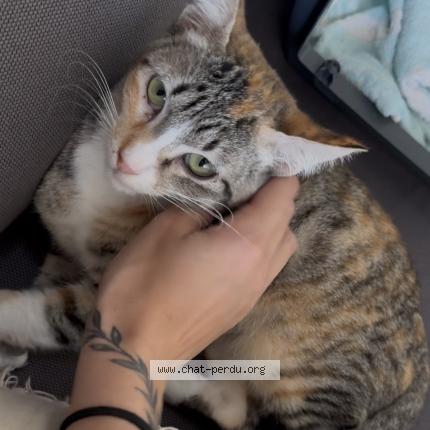 Photo 1/1 Chat retrouvé Perdu à Port la nouvelle