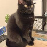 Photo de chat perdu à Metz