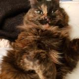 Photo de chat perdu à Fontenay Sous Bois