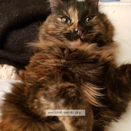 Photo 1/1 Chat retrouvé Perdu à Fontenay sous bois