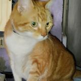 Photo de chat perdu à Salome